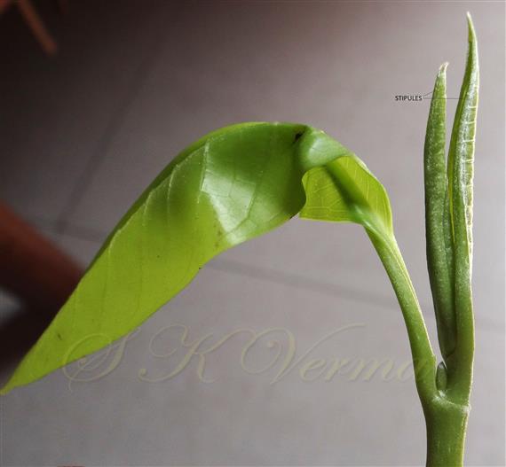 Stipules